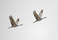 Sandhill Cranes 3508